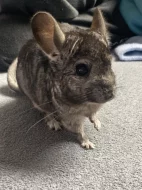 Dva samečci činčil