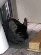 Dva samečci činčil