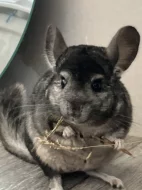 Dva samečci činčil