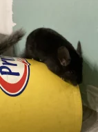 Dva samečci činčil