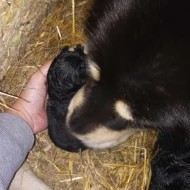 Tibetská doga bez PP