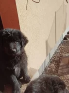 Tibetská doga bez PP