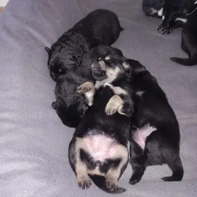 Tibetská doga bez PP