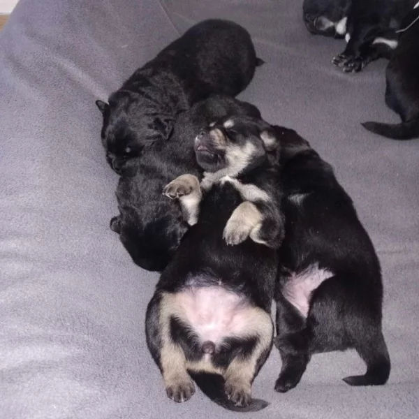 Tibetská doga bez PP