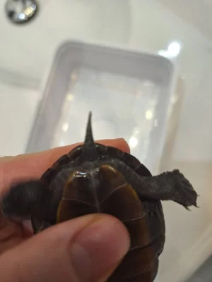 Malaclemys terrapin terrapin