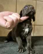 Nabídka štěňat KO