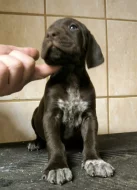 Nabídka štěňat KO