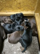 Nabídka štěňat KO