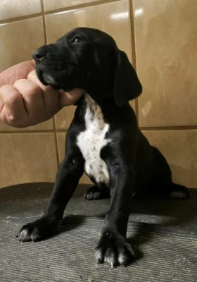 Nabídka štěňat KO