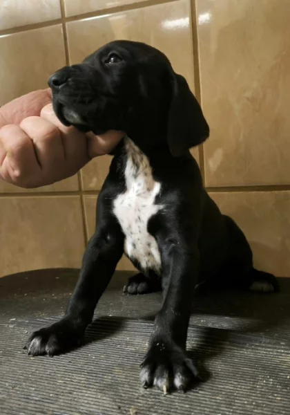 Nabídka štěňat KO