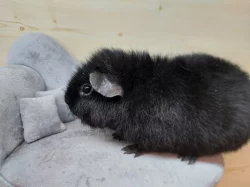 Prodám morčátka US Teddy a Hladké