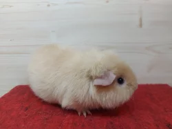 Prodám morčátka US Teddy a Hladké