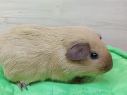 Prodám morčátka US Teddy a Hladké