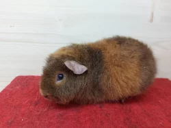 Prodám morčátka US Teddy a Hladké