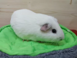 Prodám morčátka US Teddy a Hladké