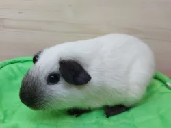 Prodám morčátka US Teddy a Hladké