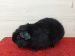 Prodám morčátka US Teddy a Hladké