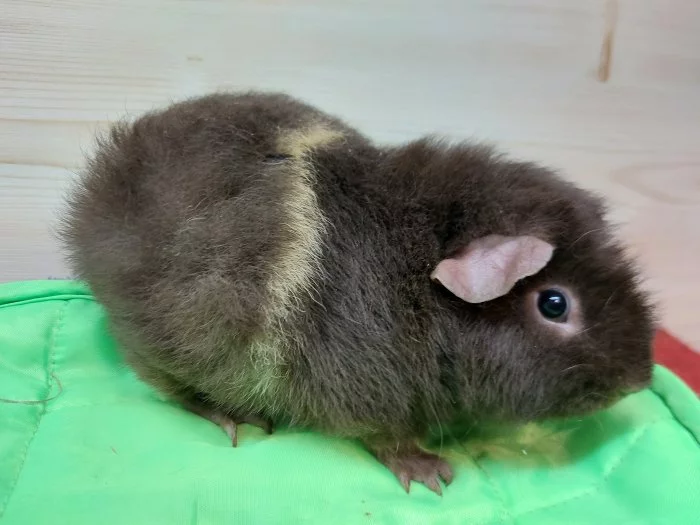 Prodám morčátka US Teddy a Hladké