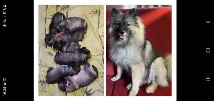 Štěňata vlčí špic