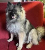 Štěňata vlčí špic