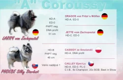 Štěňata vlčí špic