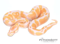 ŽIVÁ EXOTIKA 13.1.24 - Krajta královská (Python regius)