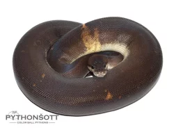 ŽIVÁ EXOTIKA 13.1.24 - Krajta královská (Python regius)