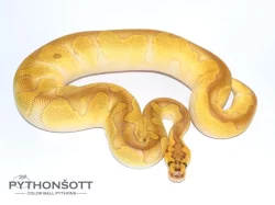 ŽIVÁ EXOTIKA 13.1.24 - Krajta královská (Python regius)