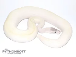 ŽIVÁ EXOTIKA 13.1.24 - Krajta královská (Python regius)