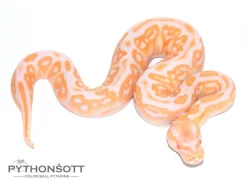 ŽIVÁ EXOTIKA 13.1.24 - Krajta královská (Python regius)