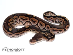 ŽIVÁ EXOTIKA 13.1.24 - Krajta královská (Python regius)