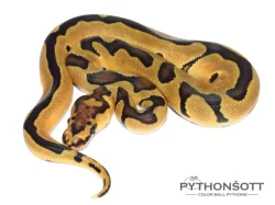 ŽIVÁ EXOTIKA 13.1.24 - Krajta královská (Python regius)