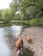 Daruji rhodesian ridgeback