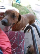 Daruji rhodesian ridgeback