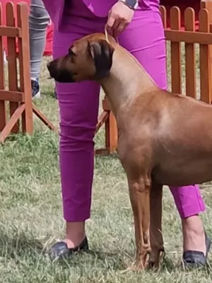 Daruji rhodesian ridgeback