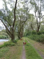 Daruji rhodesian ridgeback