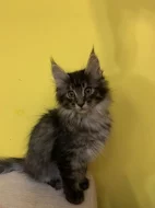 Mainská mývalí koťátka