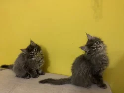 Mainská mývalí koťátka