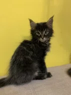 Mainská mývalí koťátka