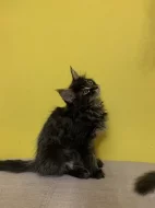 Mainská mývalí koťátka