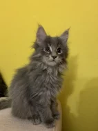 Mainská mývalí koťátka