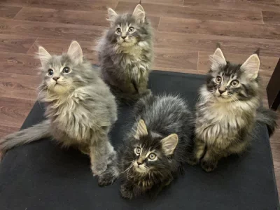 Mainská mývalí koťátka