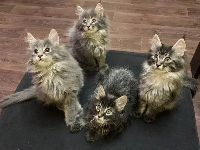 Mainská mývalí koťátka