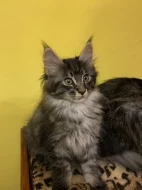 Mainská mývalí koťátka