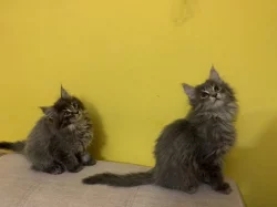 Mainská mývalí koťátka