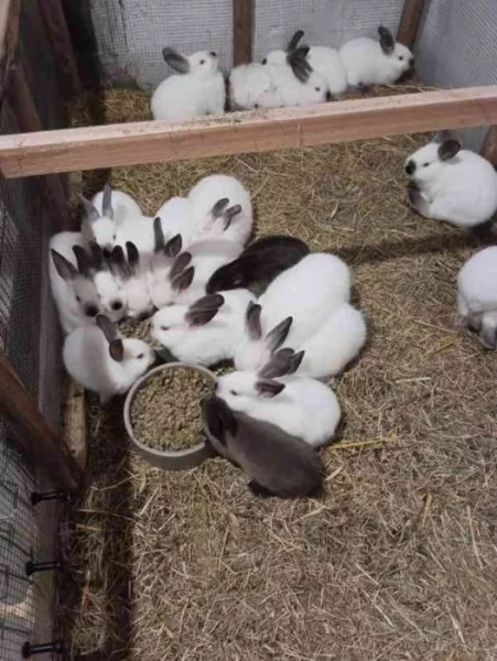 Kalifornský králík