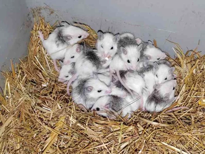 Mastomyš
