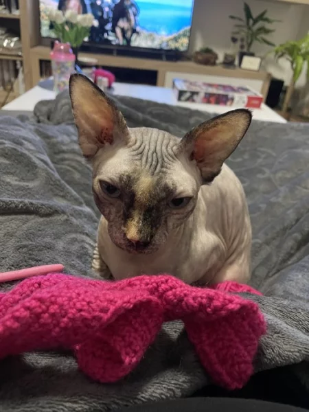 Sphynx