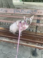 Sphynx