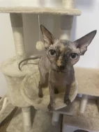 Sphynx